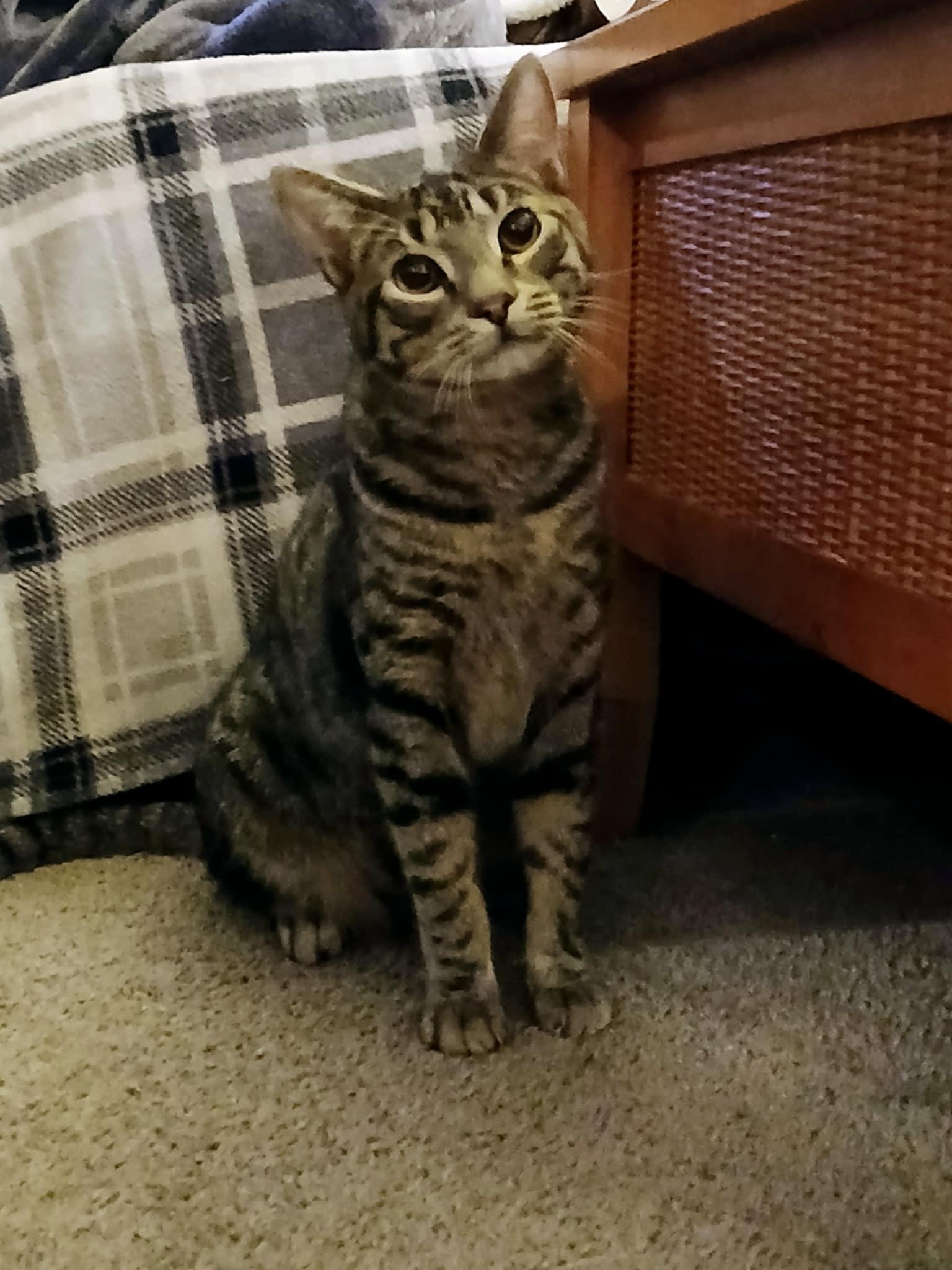 Enlarge Ace, a Adopted Domestic Short Hair in Phoenix, AZ image 2/3