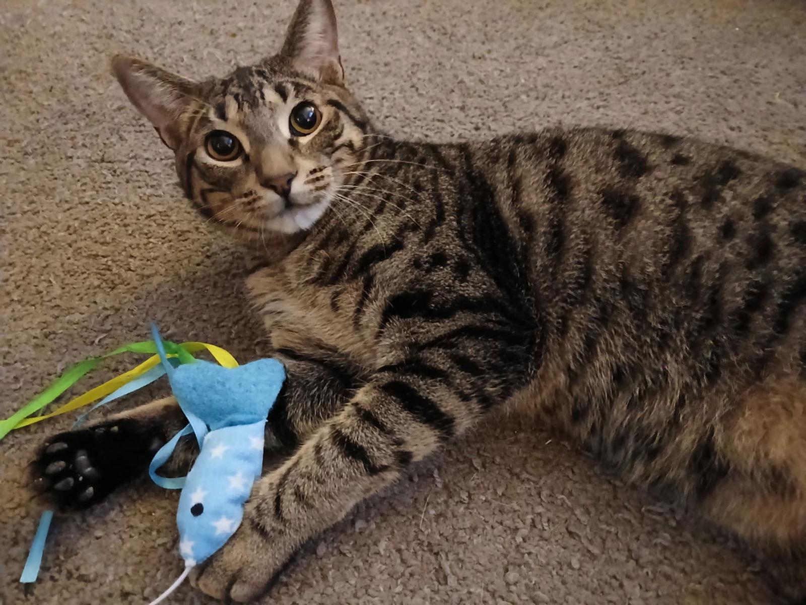 Enlarge Ace, a Adopted Domestic Short Hair in Phoenix, AZ image 3/3