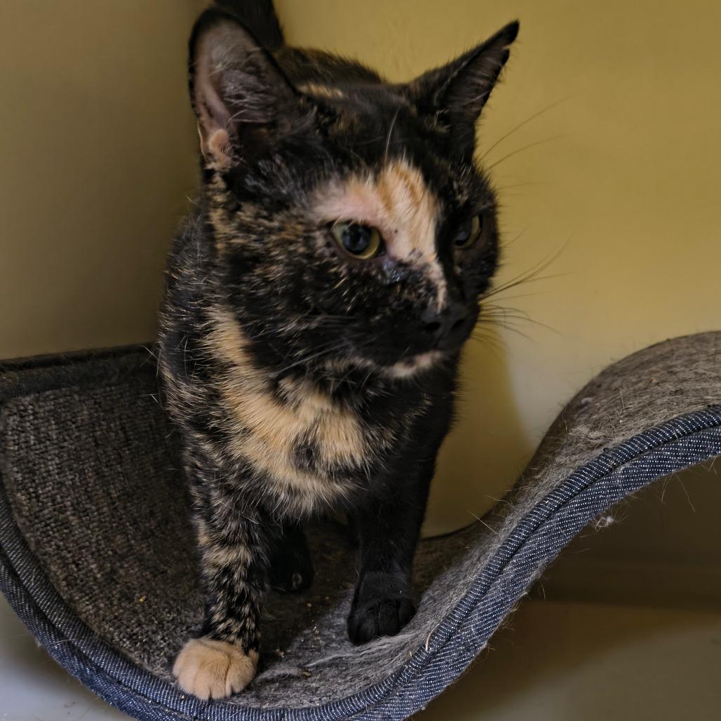 Enlarge Zoe, a Adoptable Domestic Short Hair in Laredo, TX image 1/2