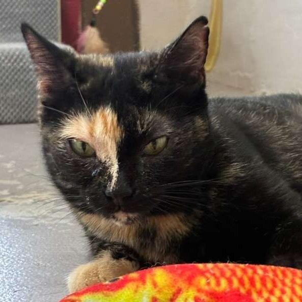 Enlarge Zoe, a Adoptable Domestic Short Hair in Laredo, TX image 2/2