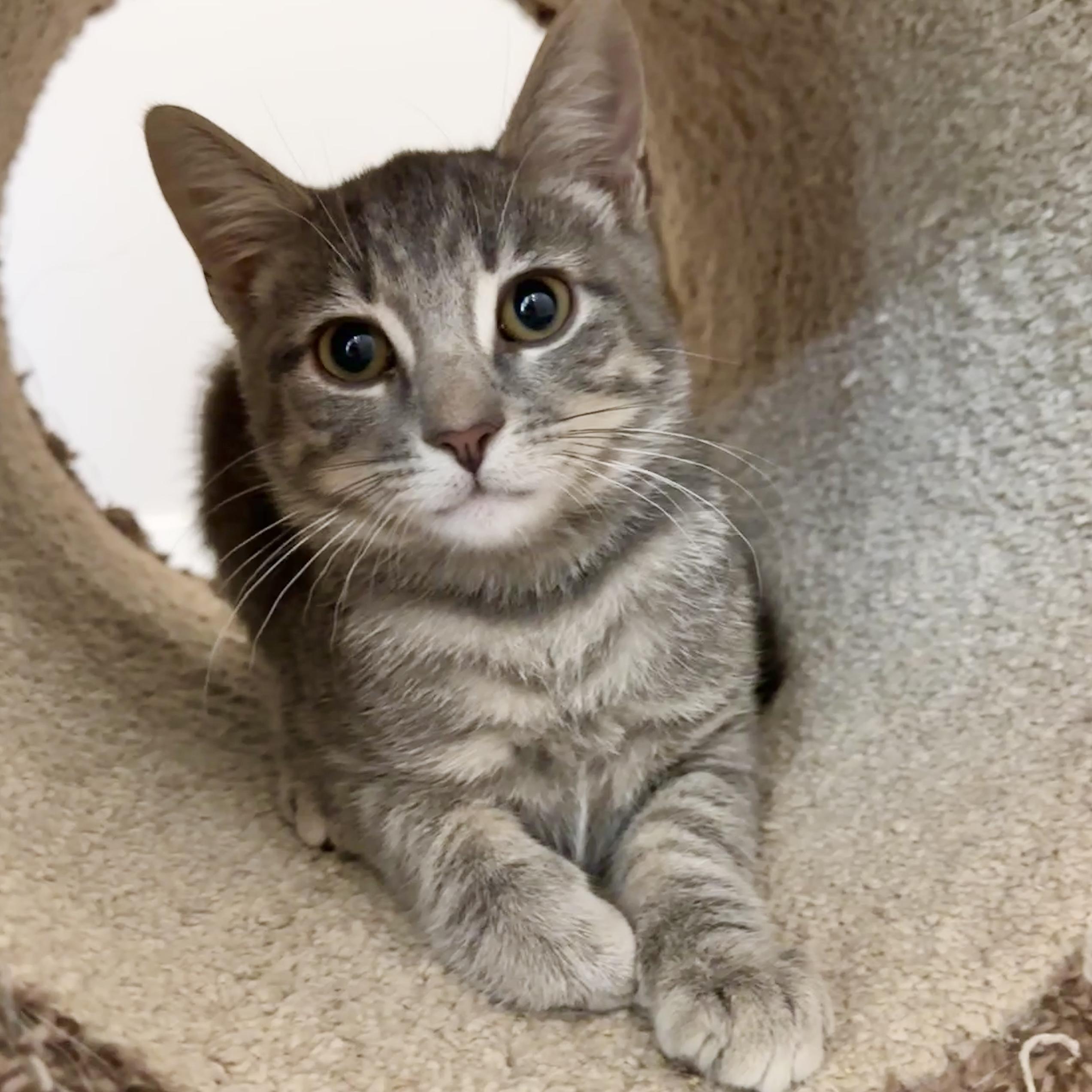 Beethoven thumbnail 2