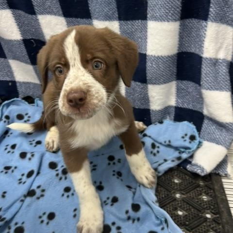 Enlarge Kiwi, a ADOPTABLE mixed breed in Temple, TX image 1/4