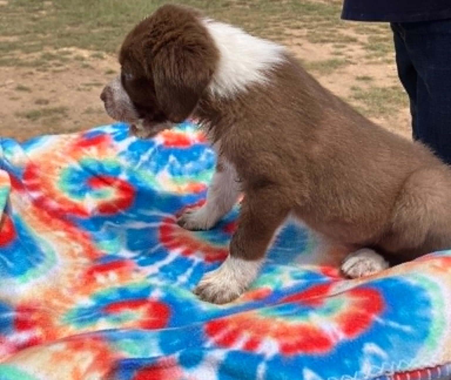 Enlarge Kiwi, a ADOPTABLE mixed breed in Temple, TX image 3/5