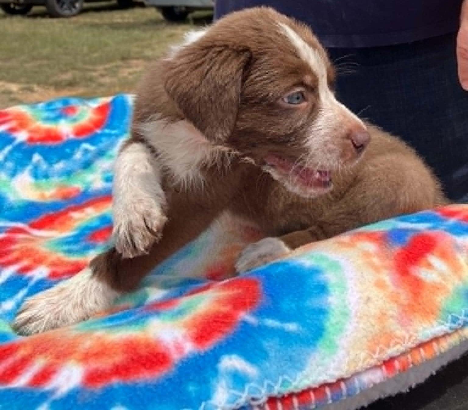 Enlarge Kiwi, a ADOPTABLE mixed breed in Temple, TX image 2/5