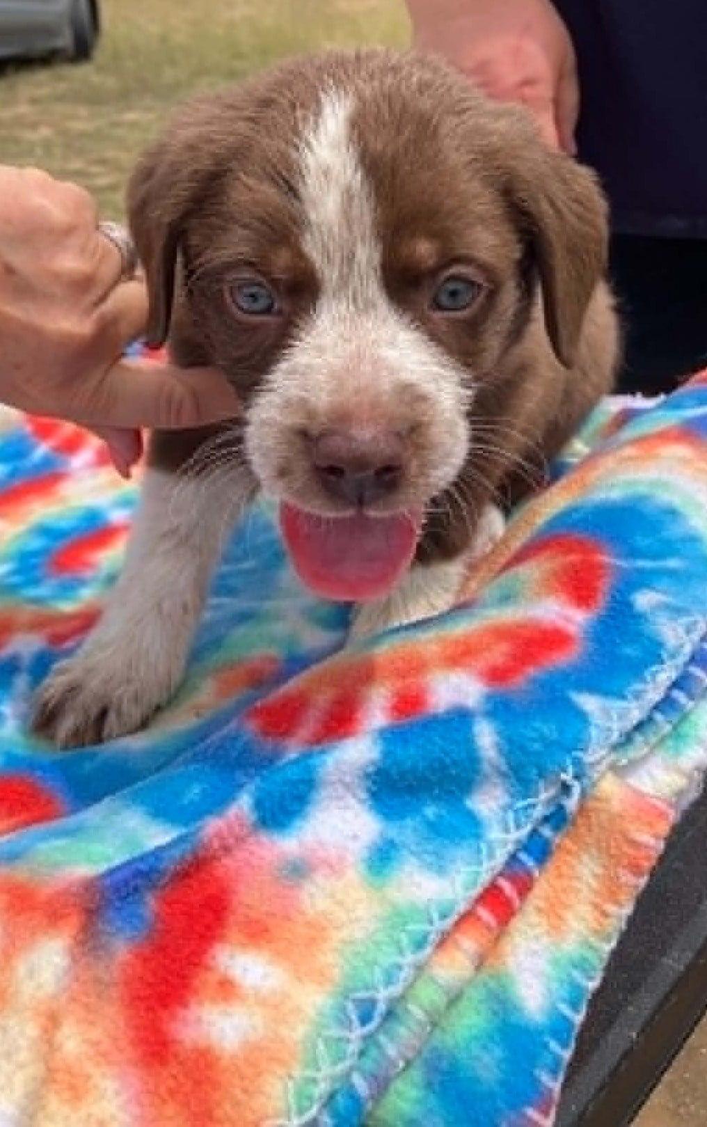 Enlarge Kiwi, a ADOPTABLE mixed breed in Temple, TX image 1/5