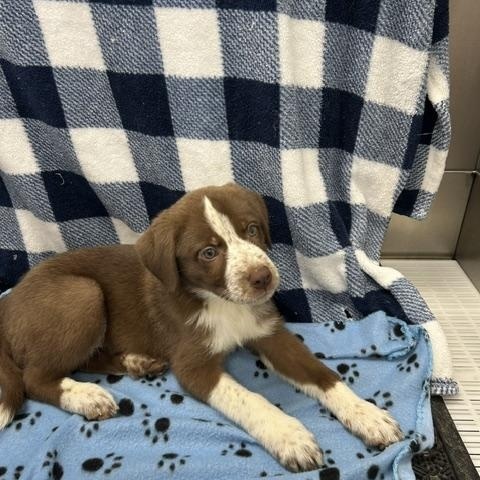 Enlarge Kiwi, a ADOPTABLE mixed breed in Temple, TX image 2/4