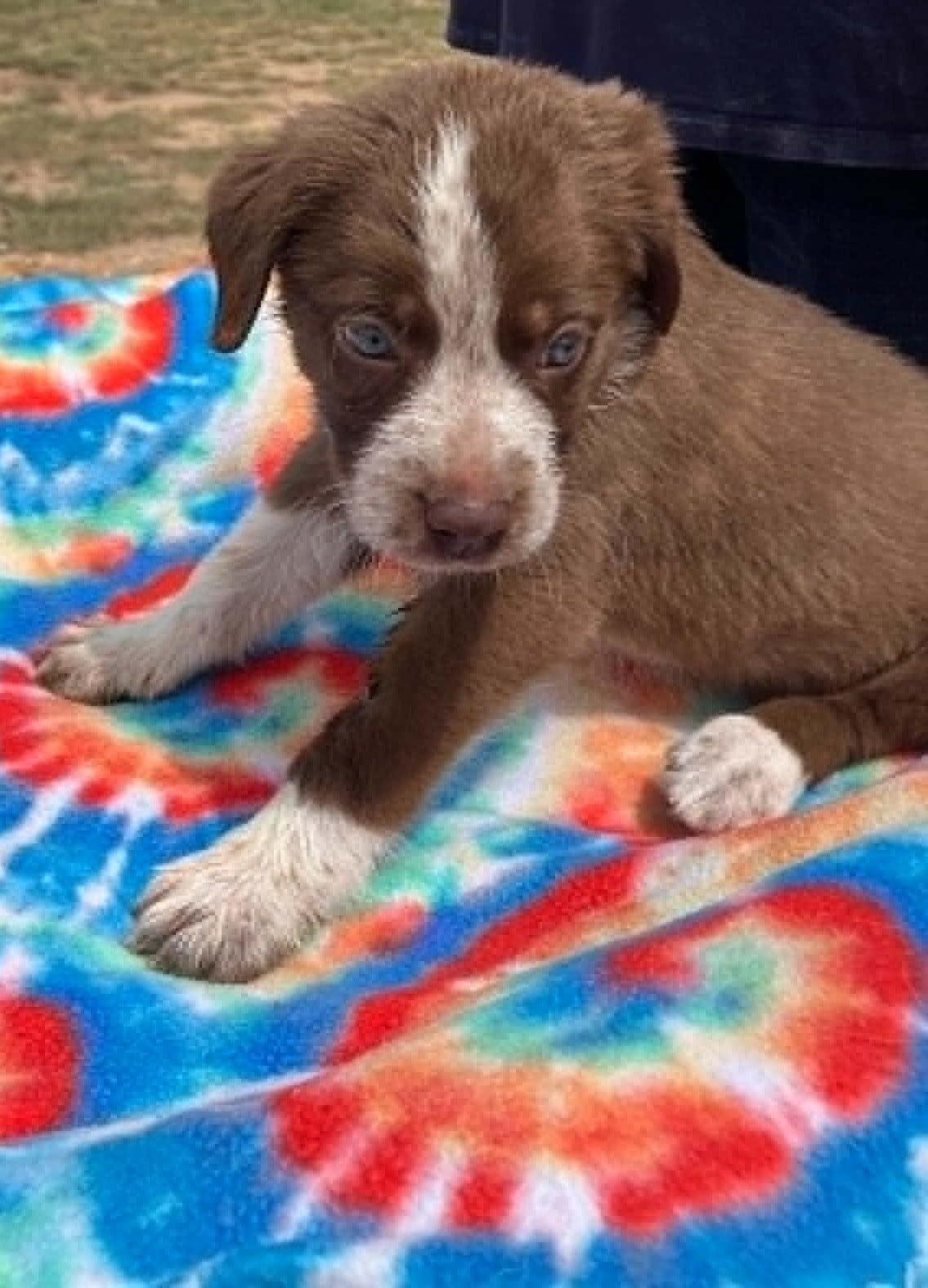 Enlarge Kiwi, a ADOPTABLE mixed breed in Temple, TX image 4/5