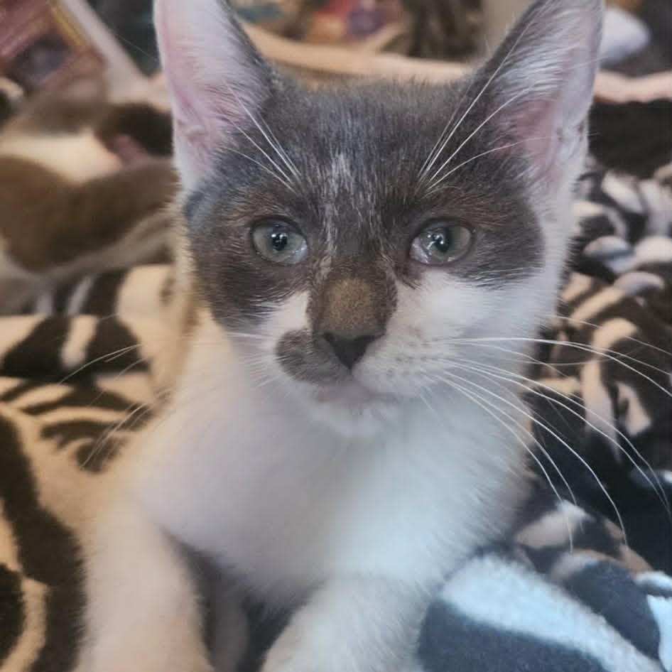 Marlowe (Bonded with Tate), an adopted Domestic Short Hair in Rochester, NY image 2/4