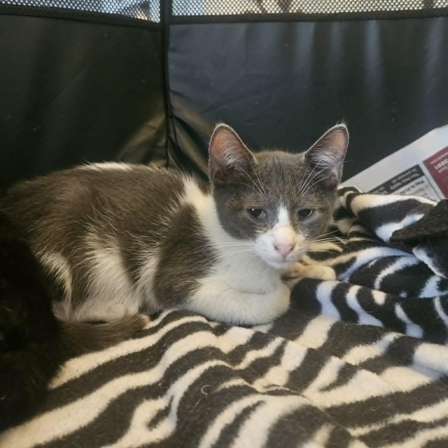 Marlowe (Bonded with Tate), an adopted Domestic Short Hair in Rochester, NY image 4/4