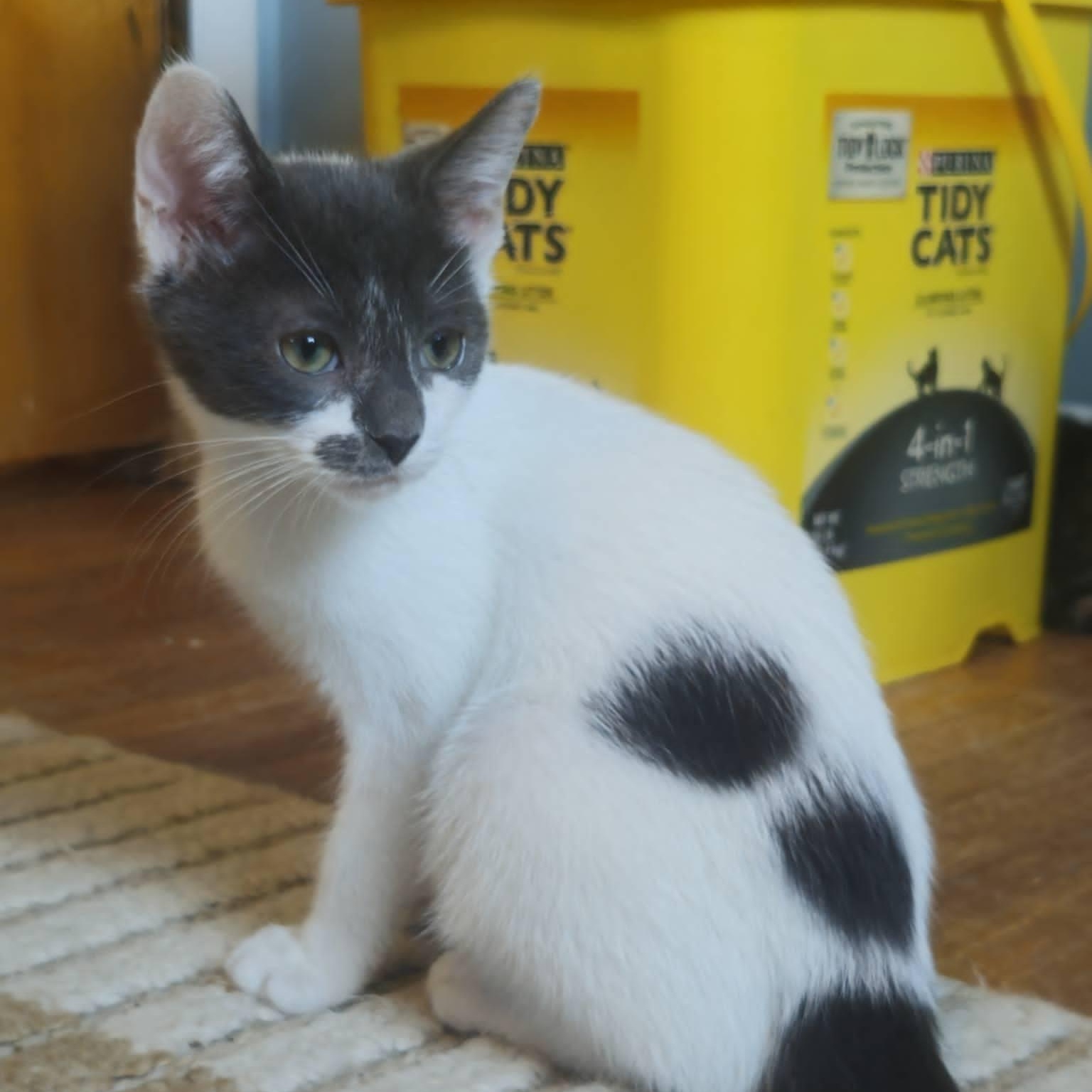 Marlowe (Bonded with Tate), adopted, Kitten Male Domestic Short Hair.