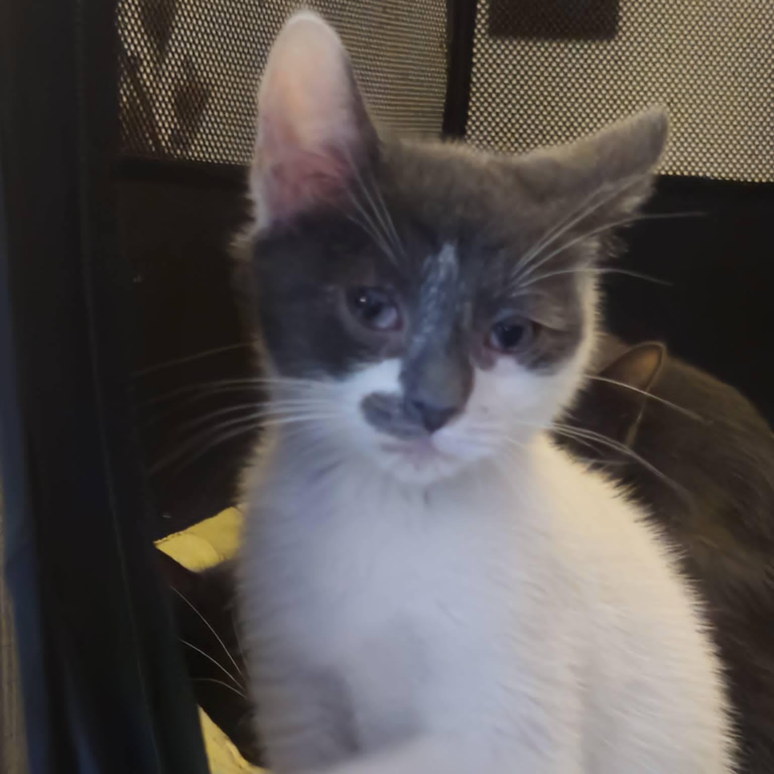 Marlowe (Bonded with Tate), an adopted Domestic Short Hair in Rochester, NY image 3/4