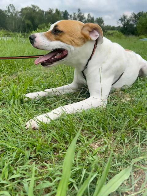 Milo, a Adoptable mixed breed in Tarrytown, GA image 1/3