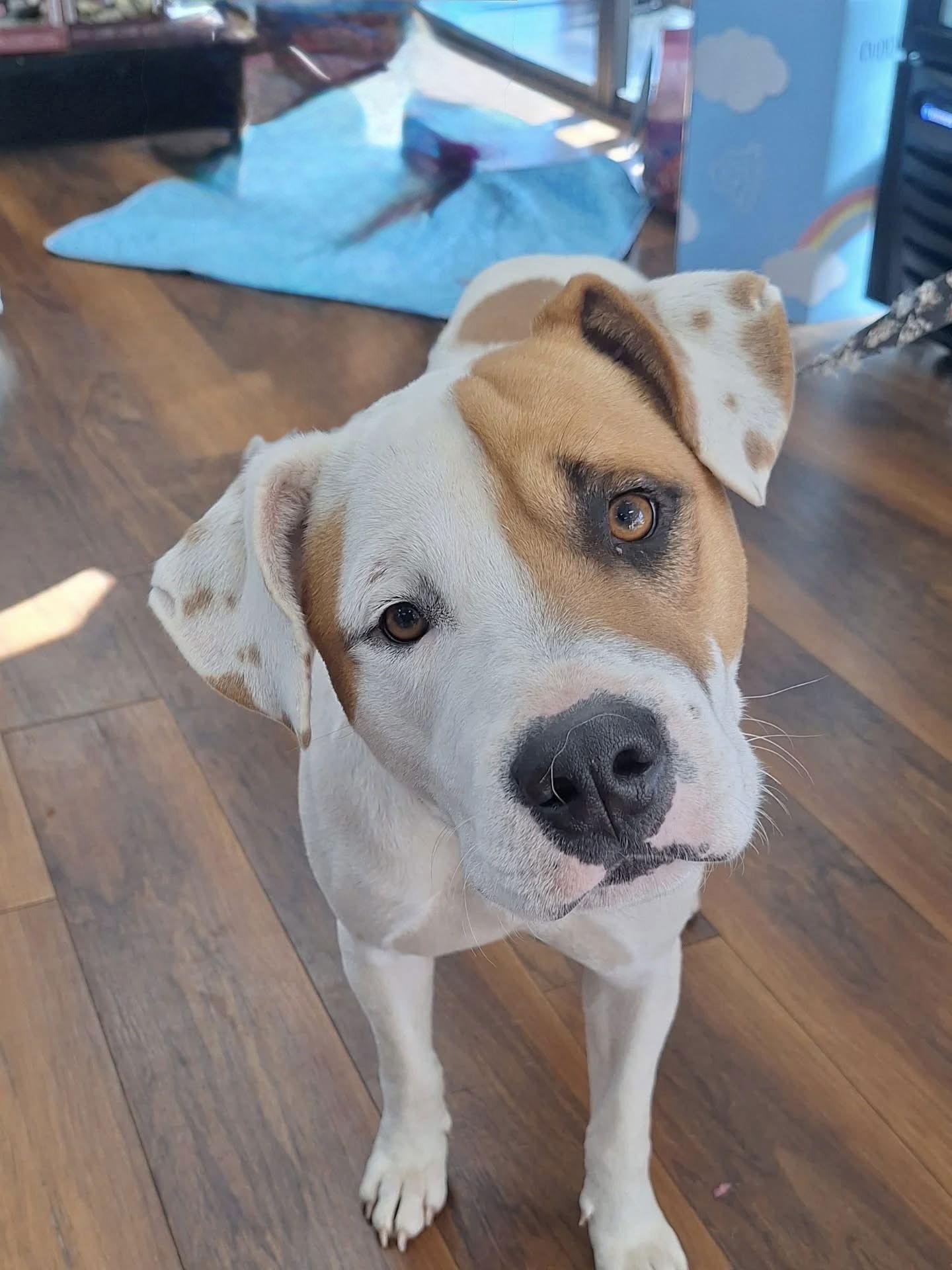 Milo, a Adoptable mixed breed in Tarrytown, GA image 2/3