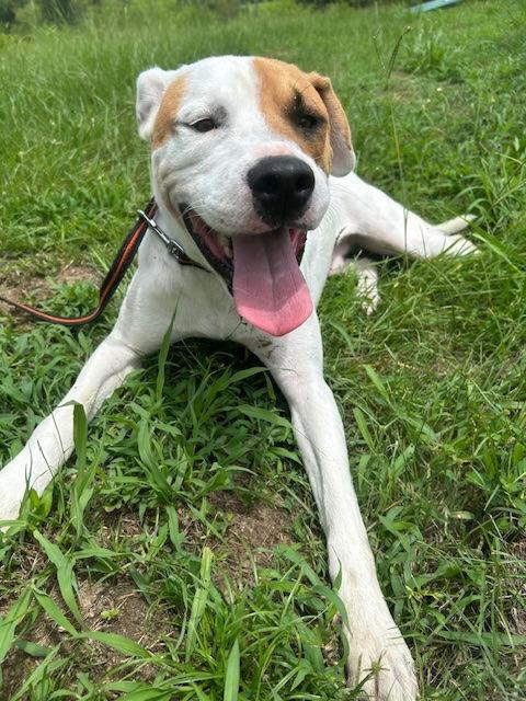 Milo, a Adoptable mixed breed in Tarrytown, GA image 3/3