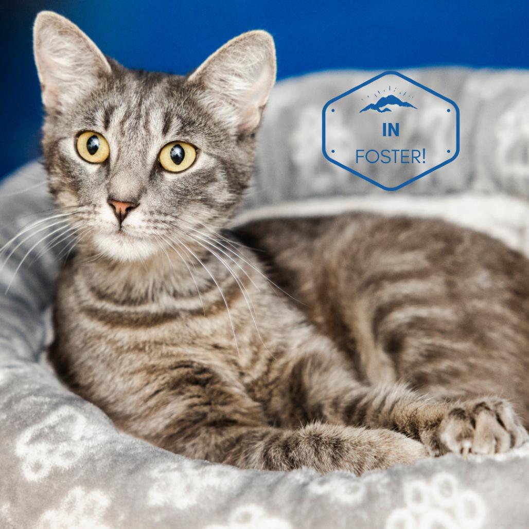 Euphoria, a Adoptable Domestic Short Hair in Incline Village, NV image 1/6