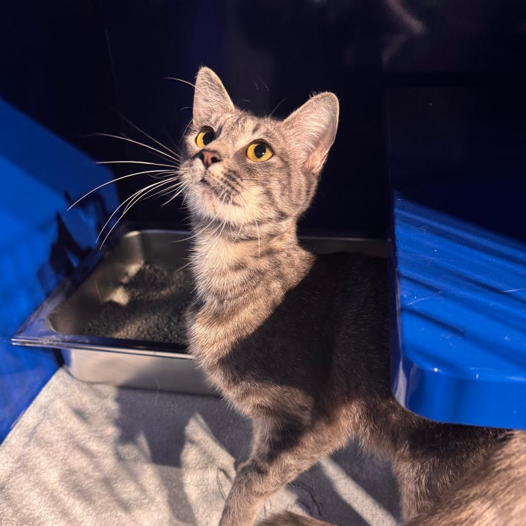 Euphoria, Adoptable, Young Female Domestic Short Hair.