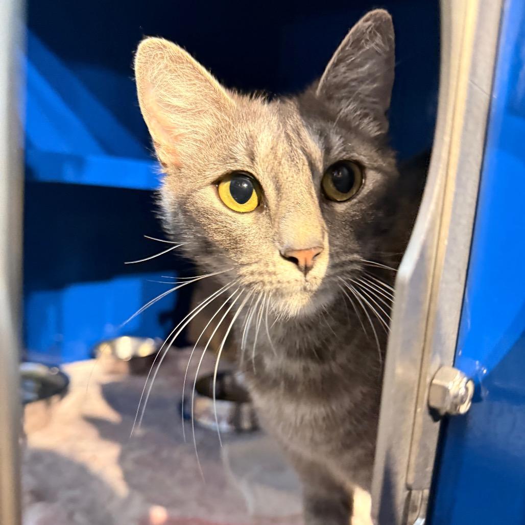 Euphoria, Adoptable, Young Female Domestic Short Hair.