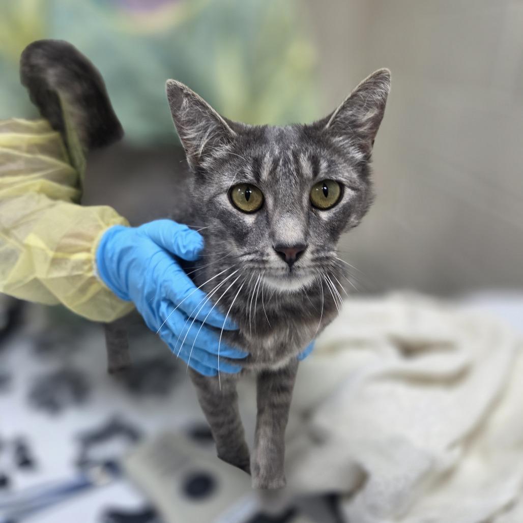 Enlarge Euphoria, a Adoptable Domestic Short Hair in Incline Village, NV image 2/6