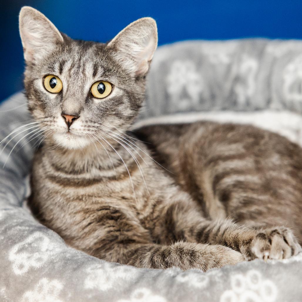 Enlarge Euphoria, a Adoptable Domestic Short Hair in Incline Village, NV image 3/6