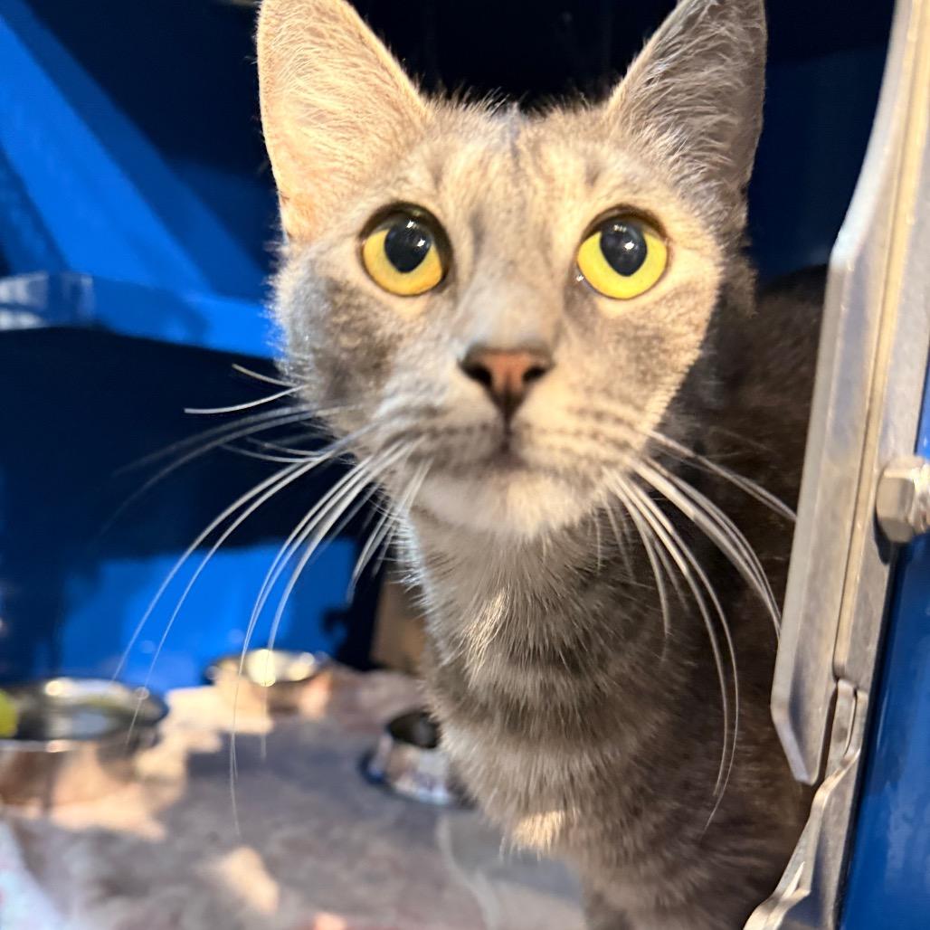 Enlarge Euphoria, a Adoptable Domestic Short Hair in Incline Village, NV image 3/6