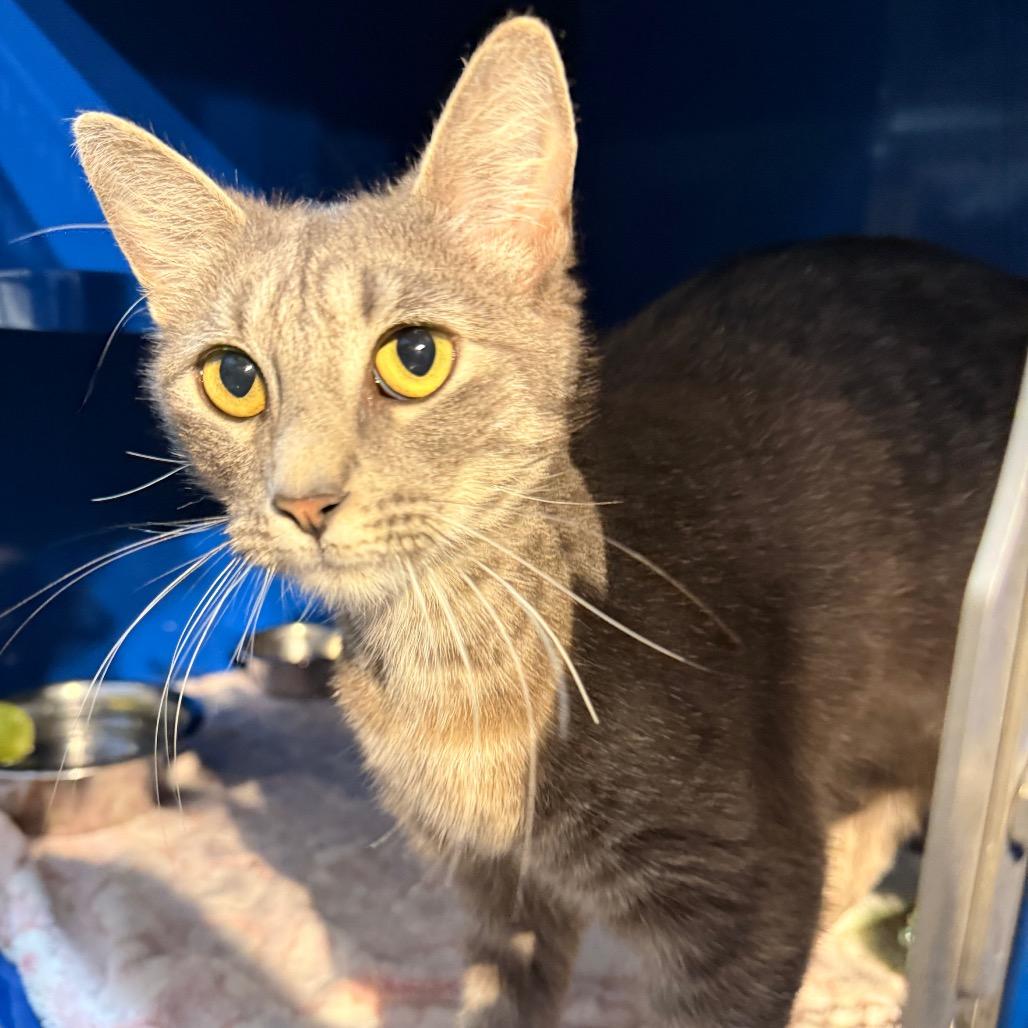 Enlarge Euphoria, a Adoptable Domestic Short Hair in Incline Village, NV image 4/6