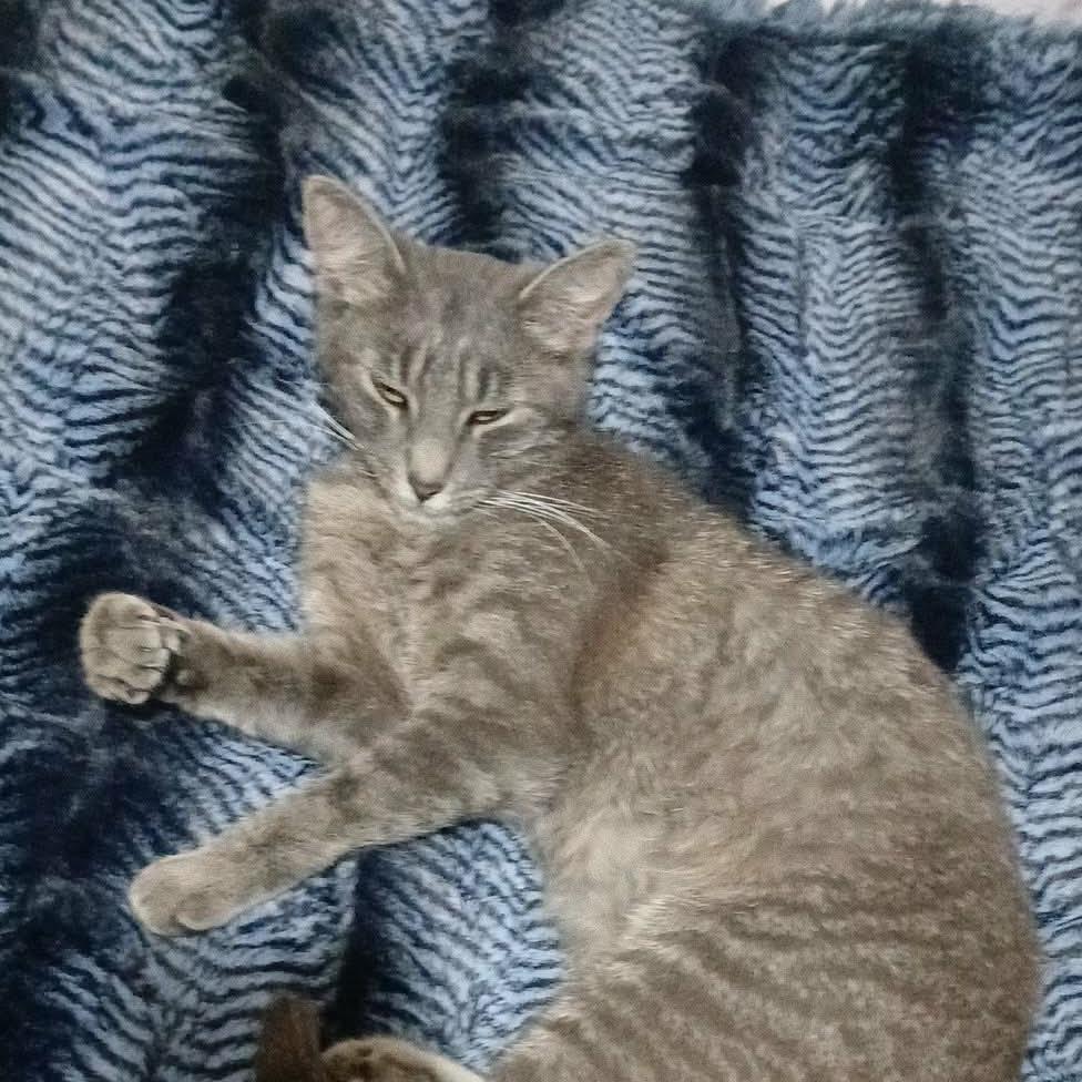 Enlarge Euphoria, a Adoptable Domestic Short Hair in Incline Village, NV image 5/6