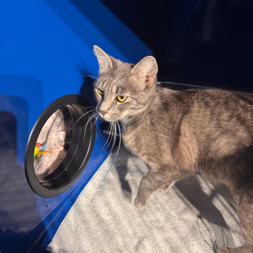 Enlarge Euphoria, a Adoptable Domestic Short Hair in Incline Village, NV image 6/6