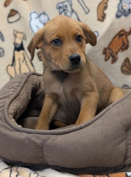 Tortellini, a Adopted mixed breed in Bellingham, WA image 1/3