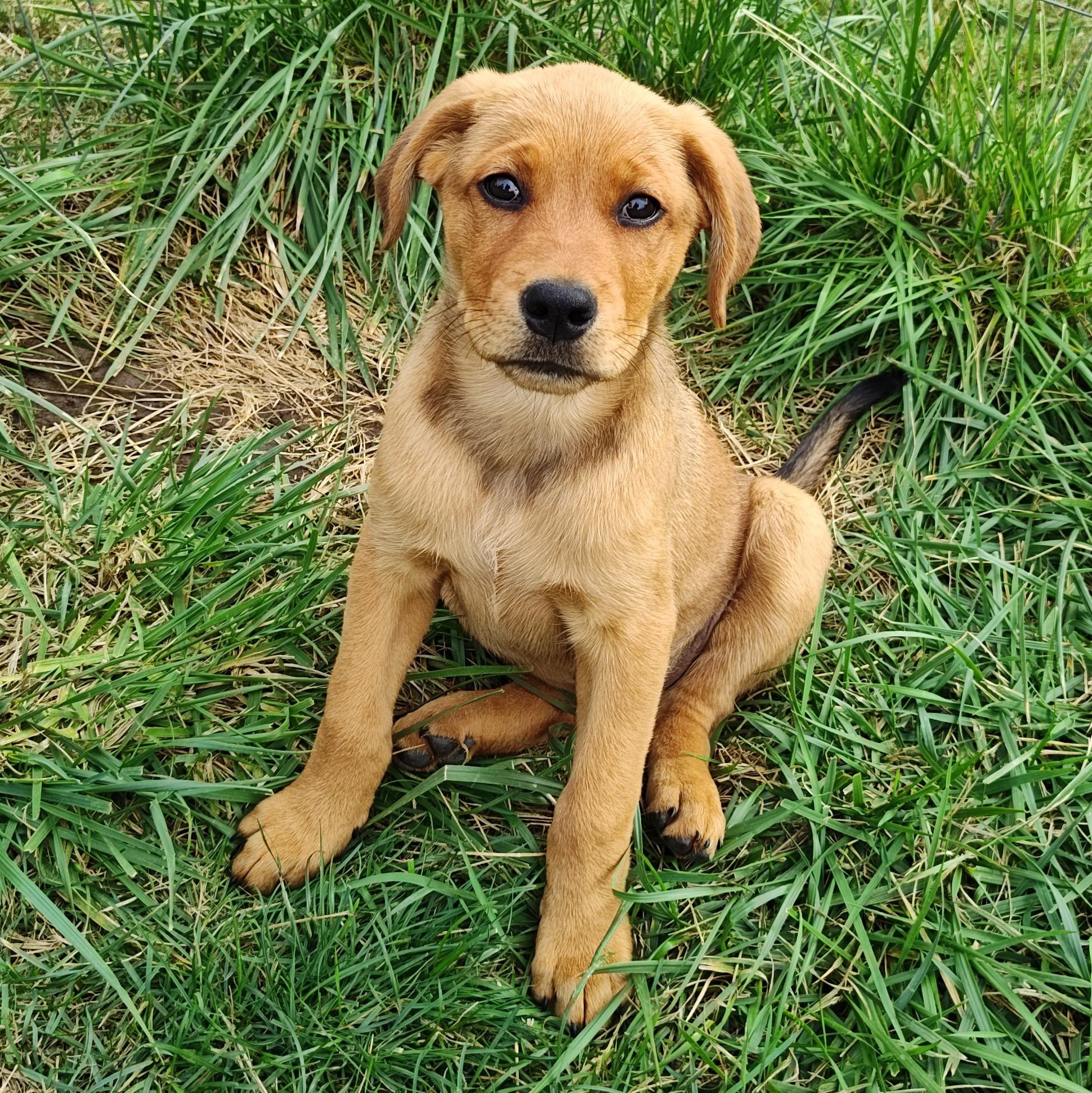 Tortellini, a Adopted mixed breed in Bellingham, WA image 2/3