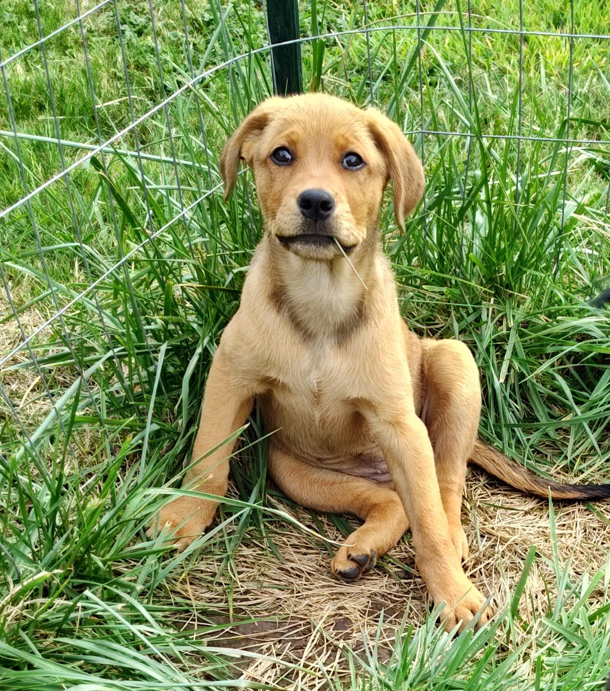 Tortellini, a Adopted mixed breed in Bellingham, WA image 3/3