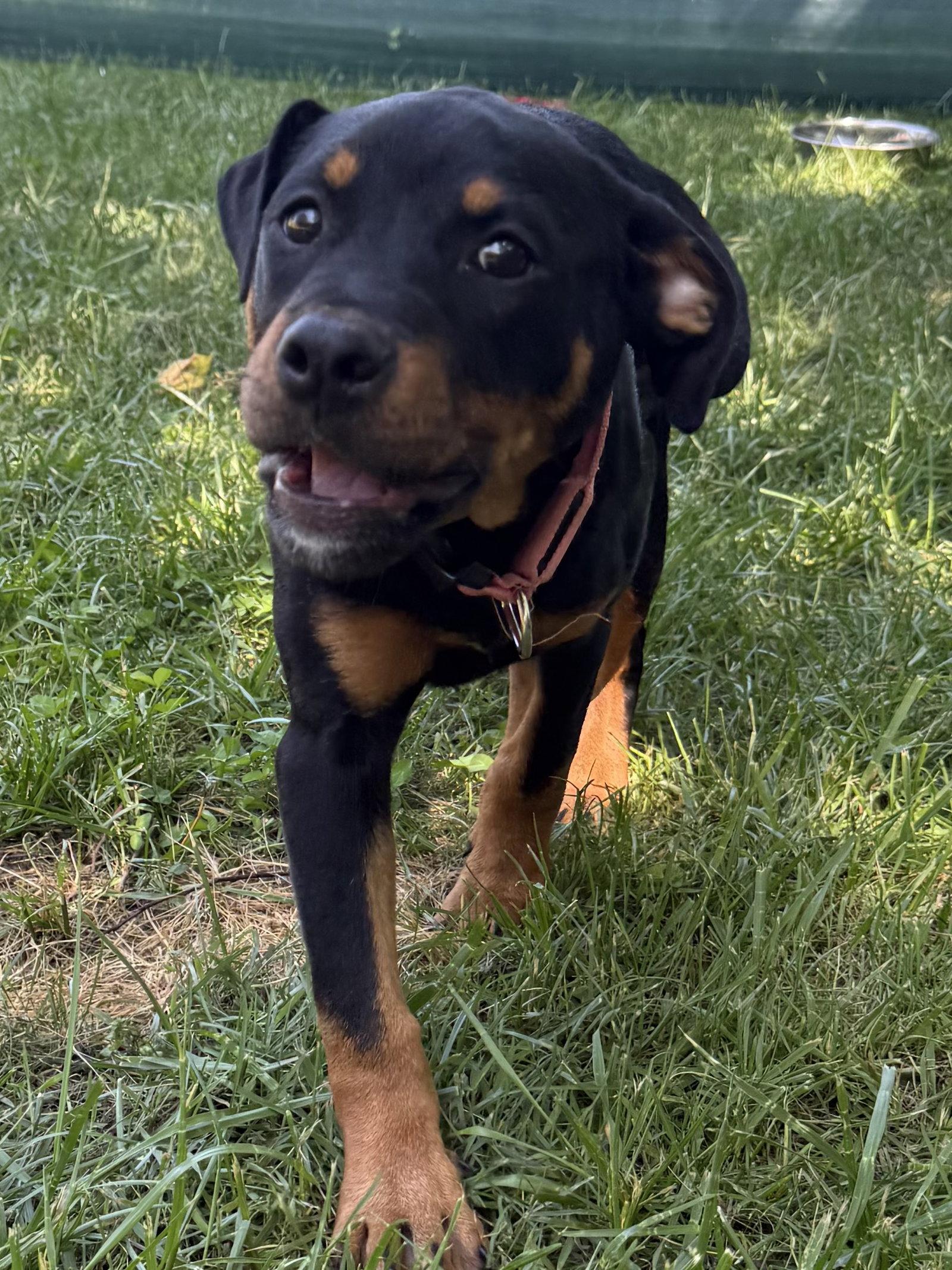 Rosie, Adoptable, Puppy Female Rottweiler.