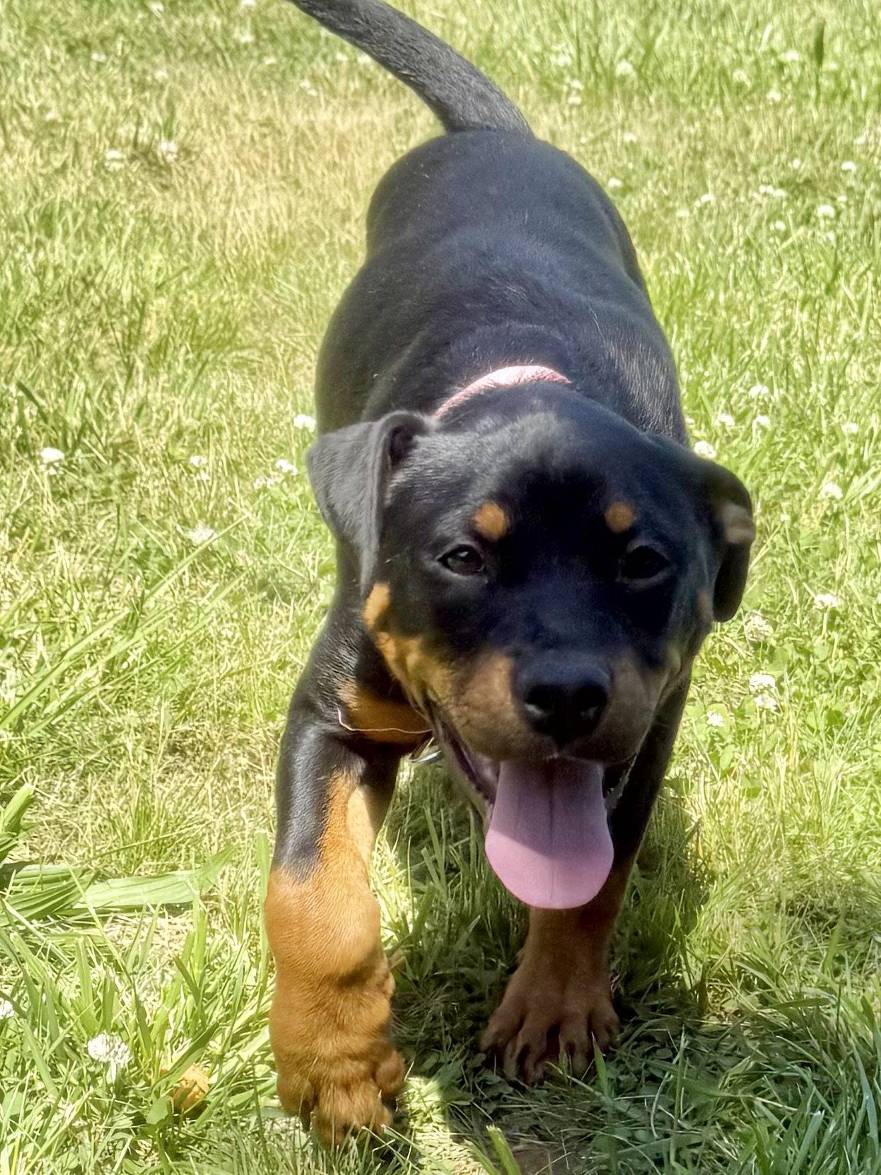 Enlarge Rosie, a Adoptable Rottweiler in Mooresville, NC image 2/3