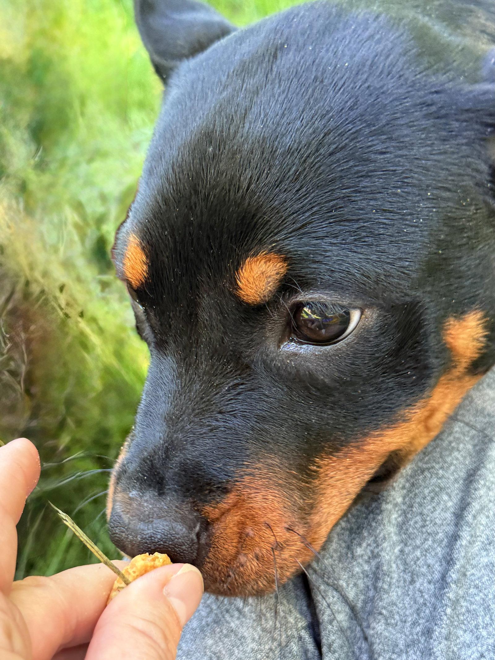 Enlarge Rosie, a Adoptable Rottweiler in Mooresville, NC image 3/3