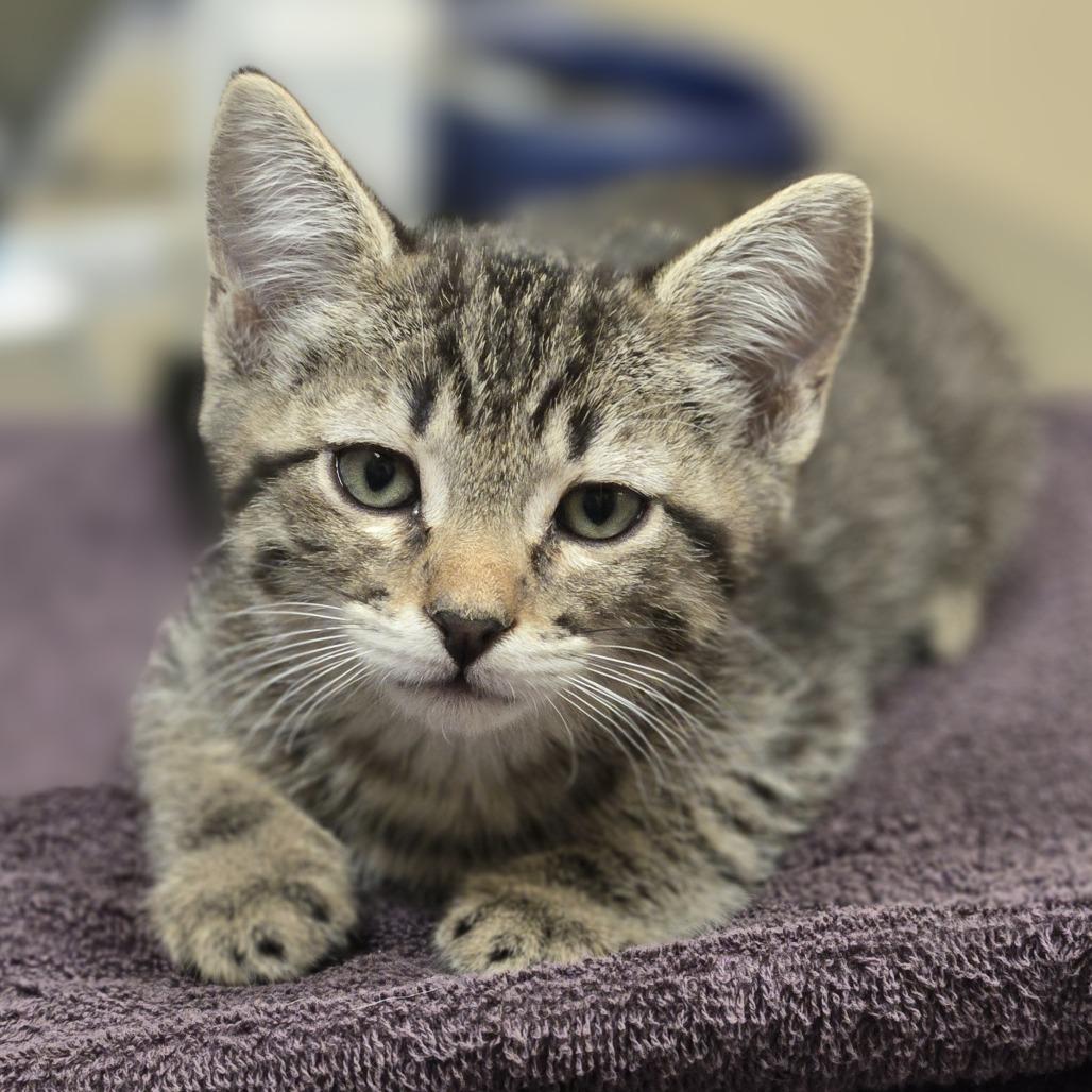 Buzz, Adoptable, Kitten Male Domestic Short Hair.