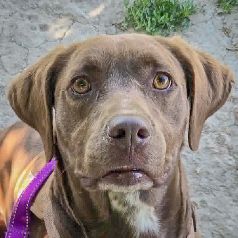Olive photo
