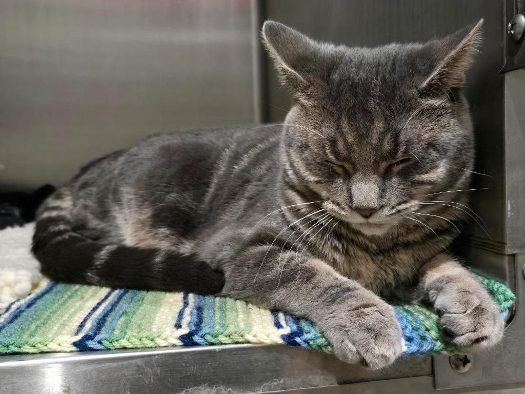 RC Daley, Adoptable, Young Male Domestic Short Hair.