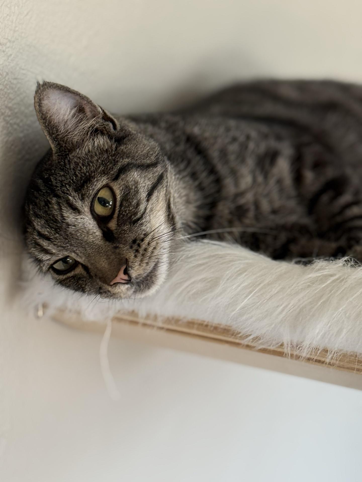 Enlarge Ares, a ADOPTABLE Tabby in Greensburg, PA image 5/6