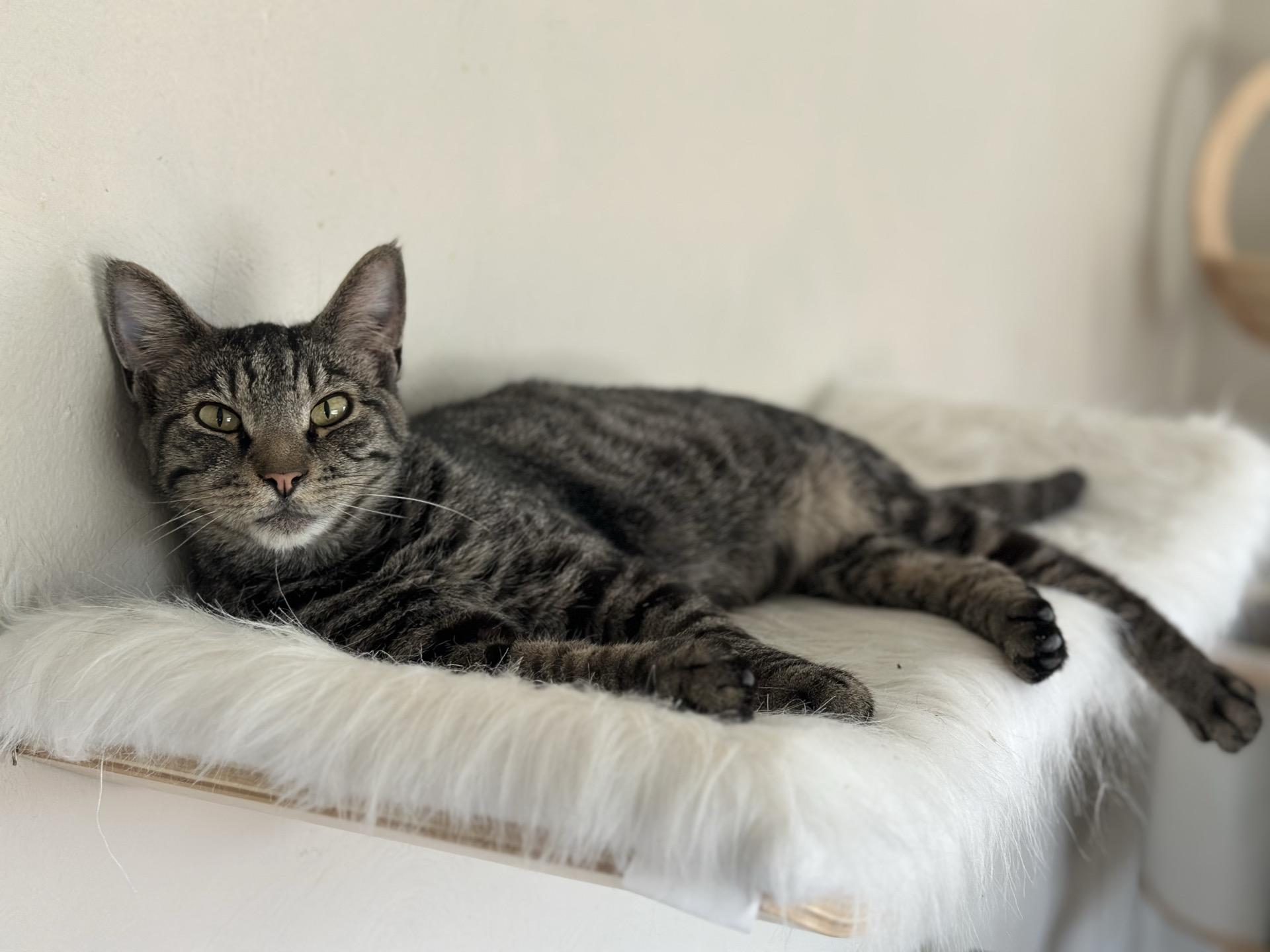 Enlarge Ares, a ADOPTABLE Tabby in Greensburg, PA image 3/6