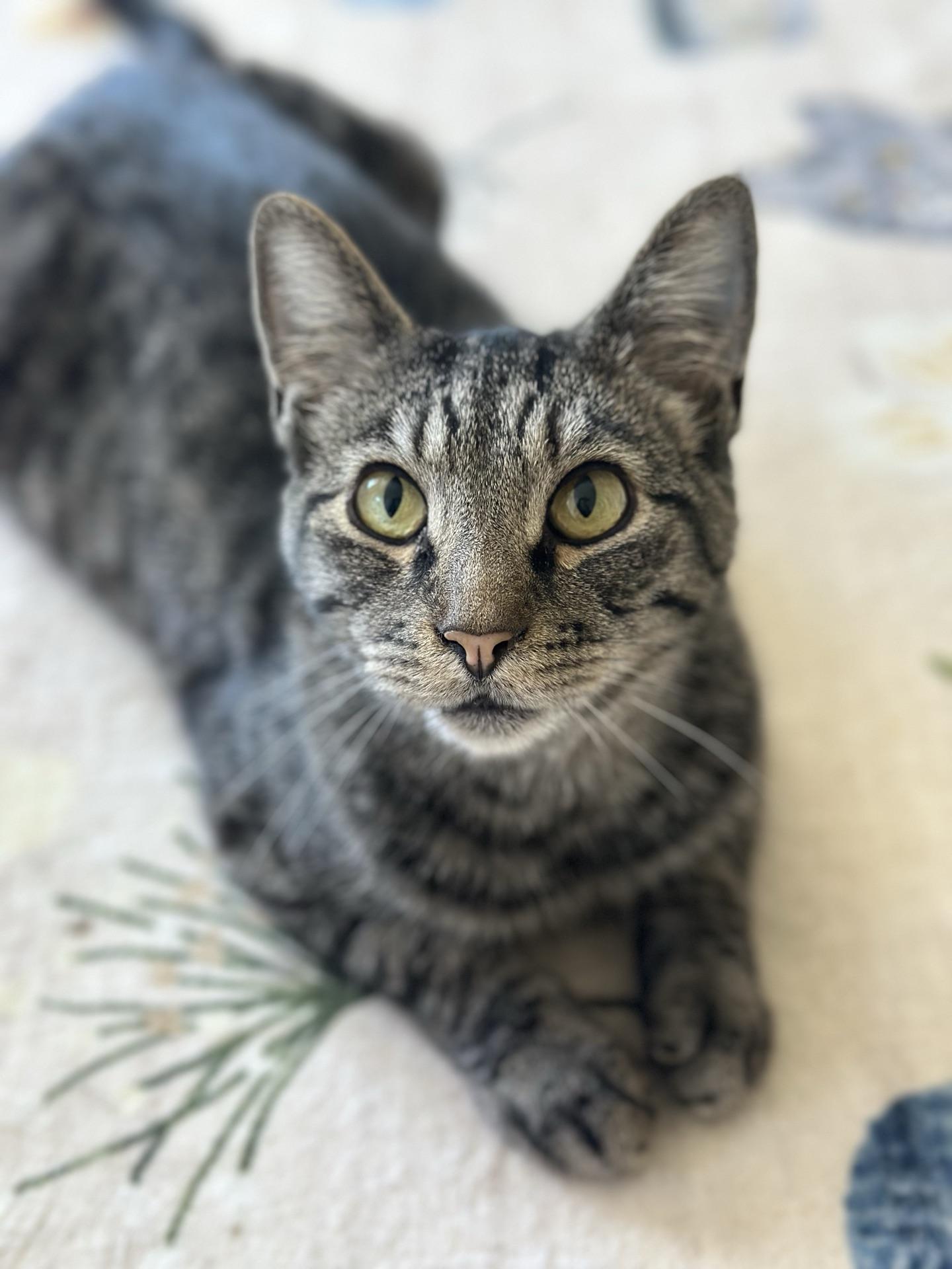 Enlarge Ares, a ADOPTABLE Tabby in Greensburg, PA image 4/6