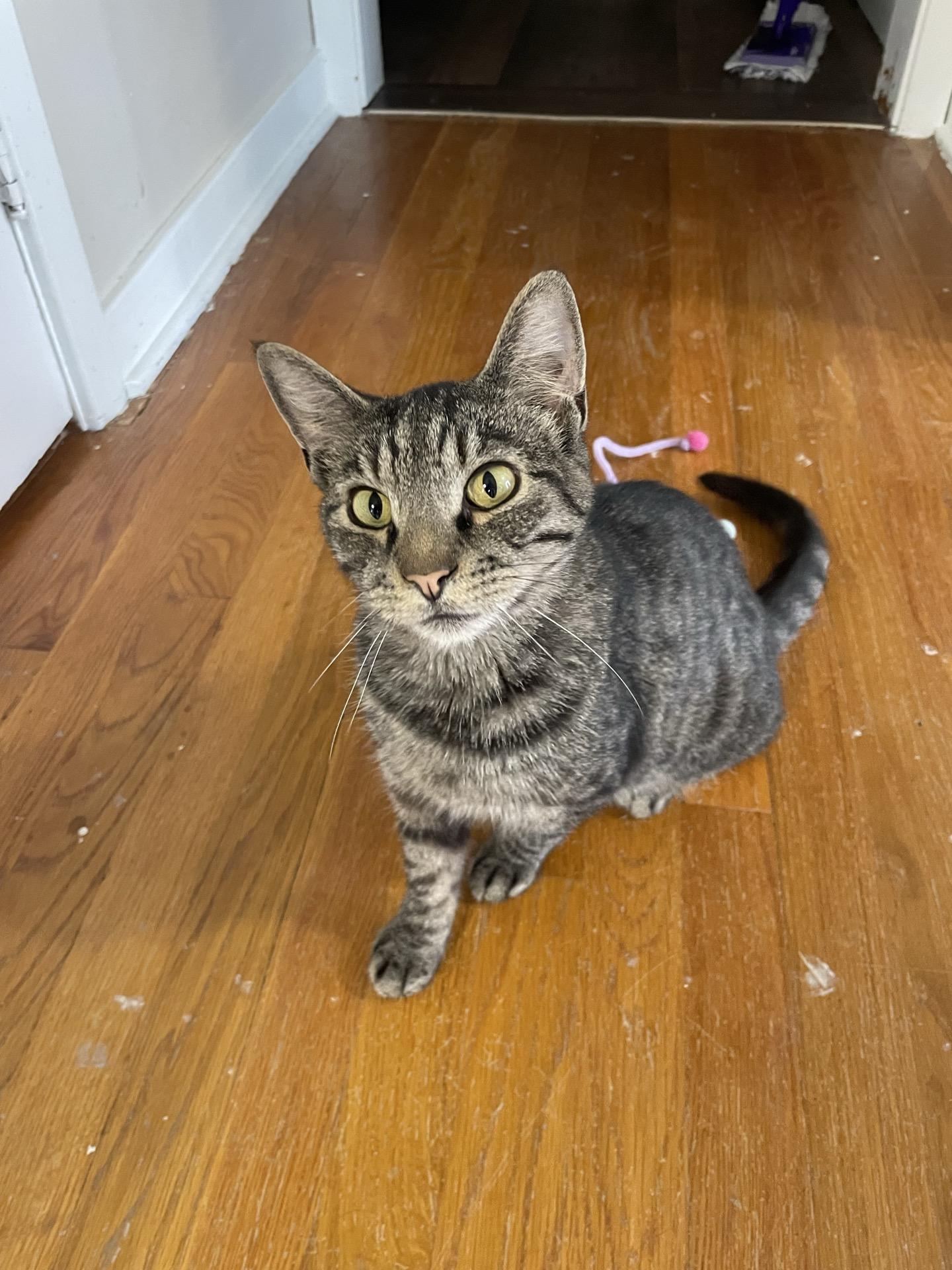 Enlarge Ares, a ADOPTABLE Tabby in Greensburg, PA image 2/6