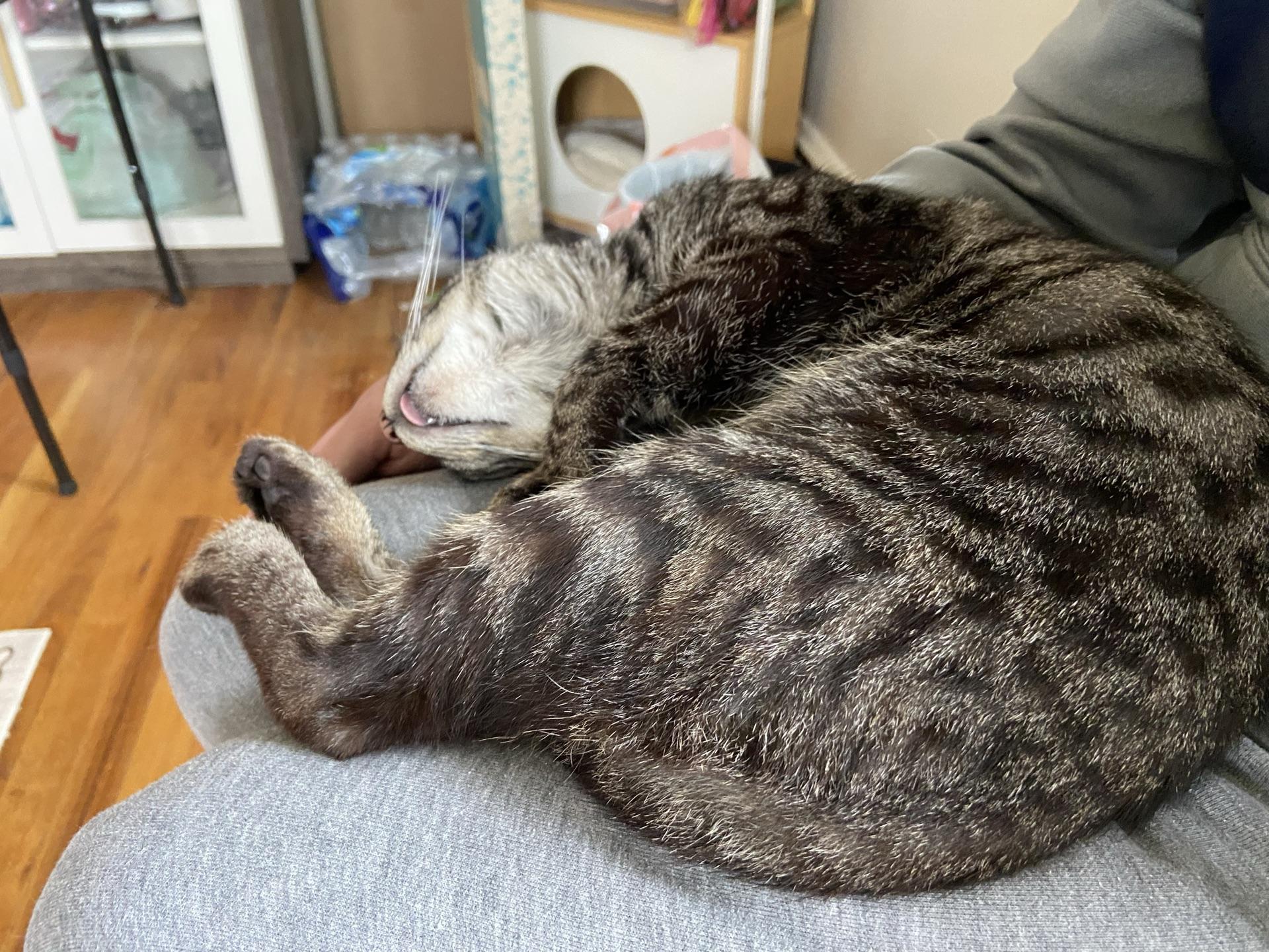 Enlarge Ares, a ADOPTABLE Tabby in Greensburg, PA image 6/6