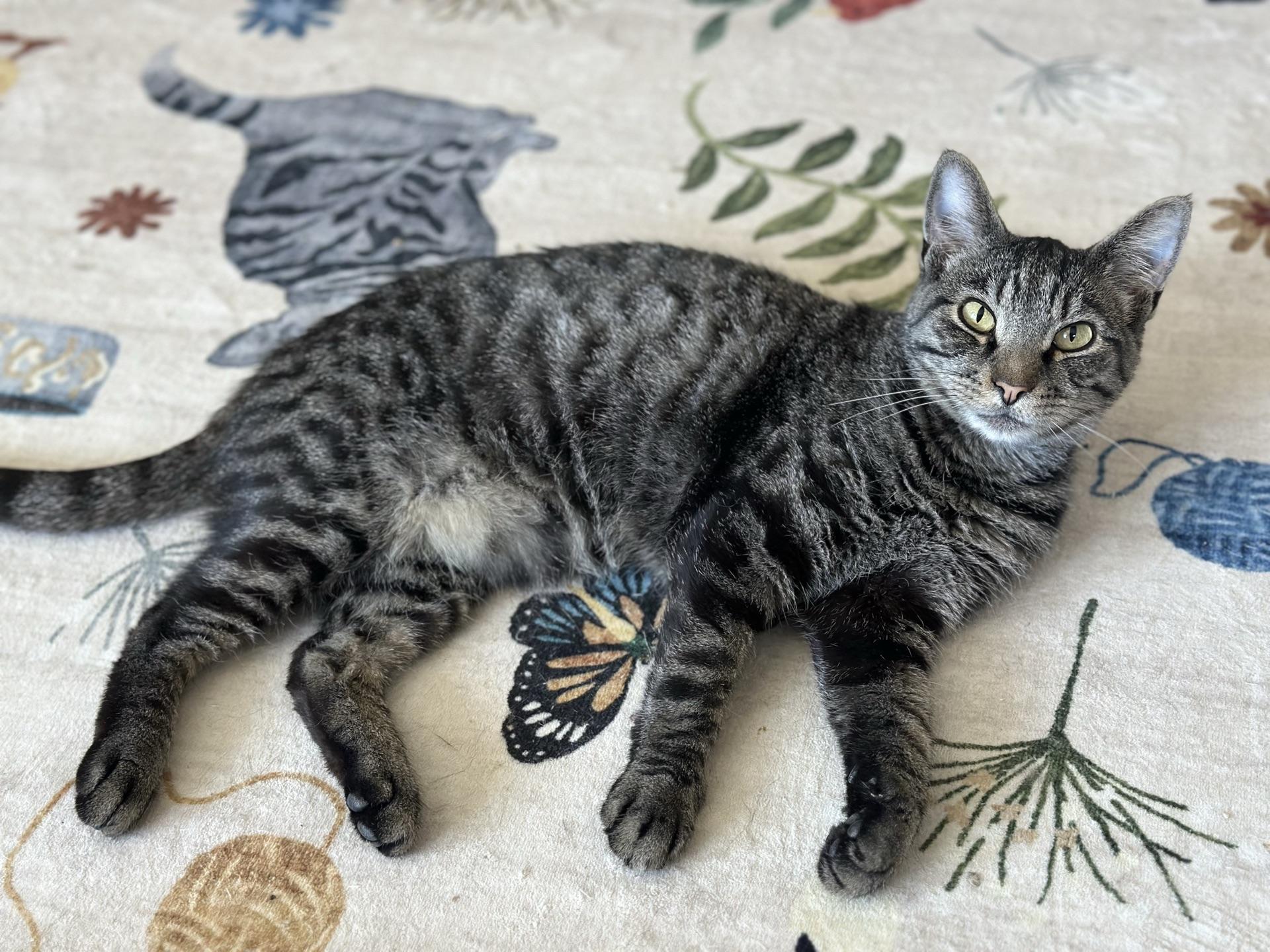 Enlarge Ares, a ADOPTABLE Tabby in Greensburg, PA image 1/6