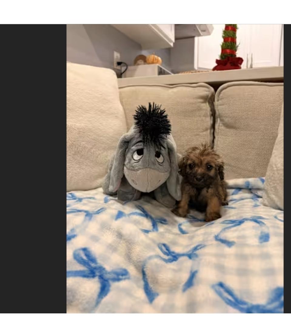 Enlarge Marty Mark, a ADOPTABLE Shih poo in Torrance, CA image 2/2