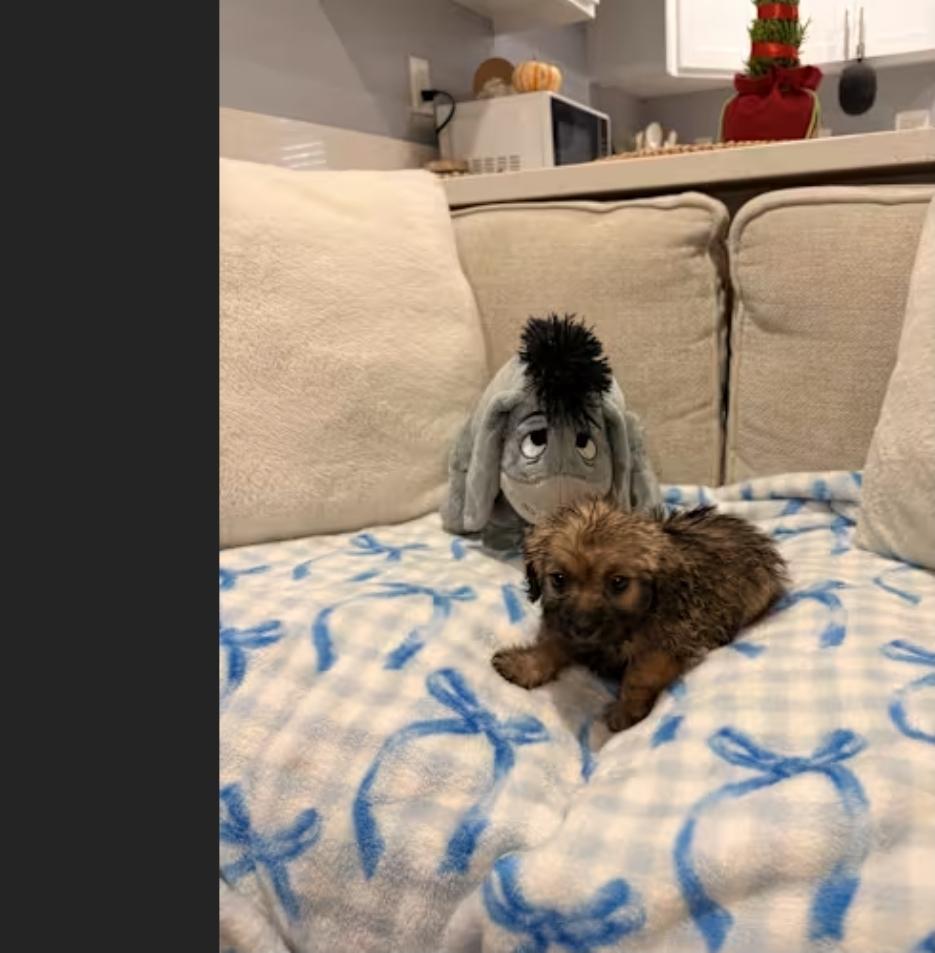 Enlarge Marty Mark, a ADOPTABLE Shih poo in Torrance, CA image 1/2