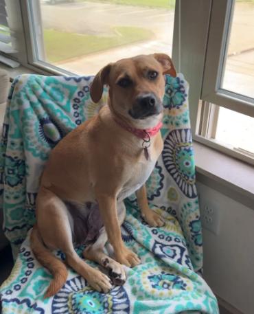 Sugar, Adoptable, Young Female Black Mouth Cur.
