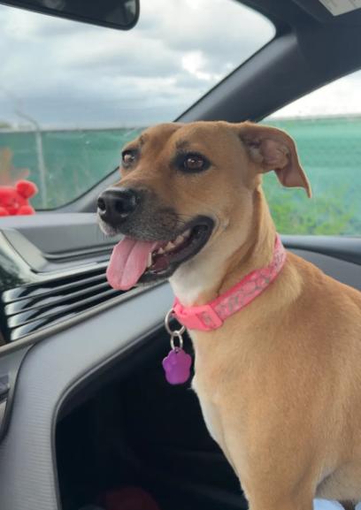 Sugar, a Adoptable mixed breed in Lutz, FL image 2/4