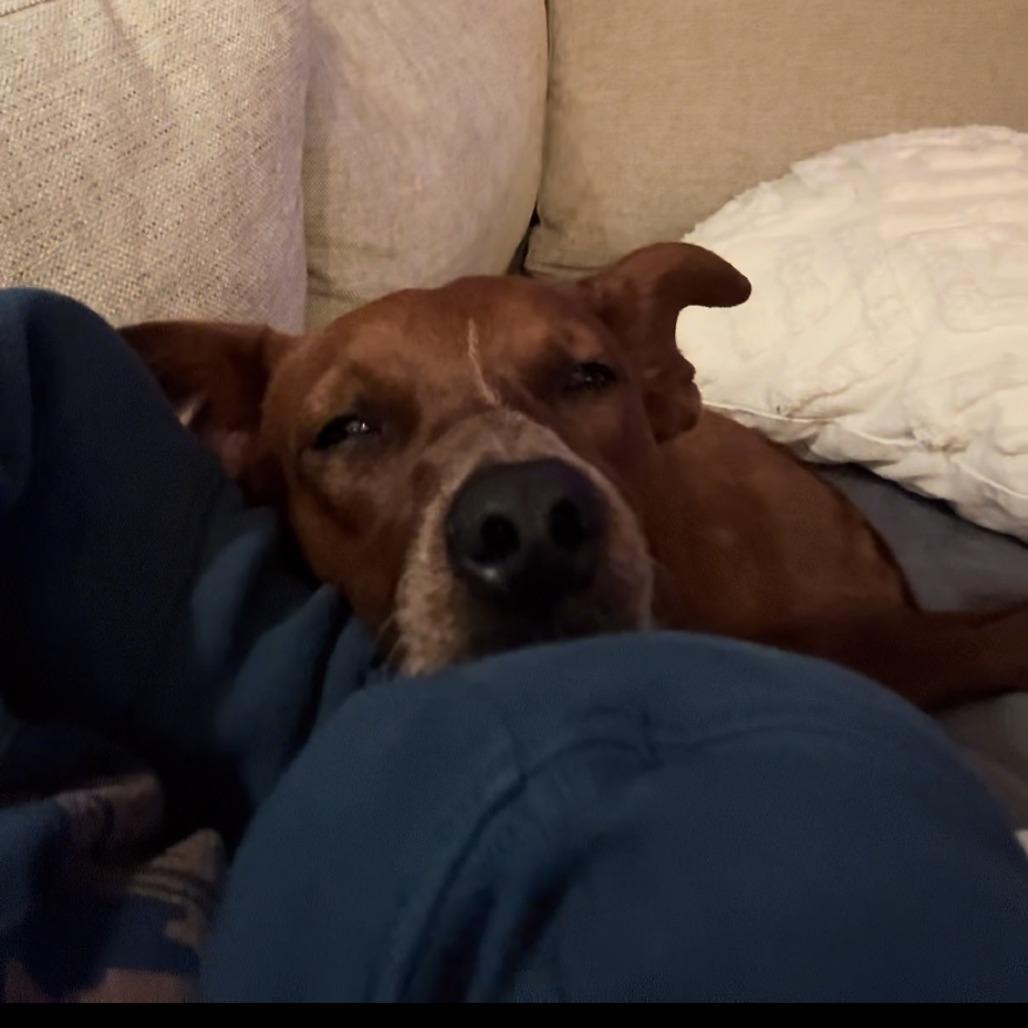 Jasmine, a Adoptable mixed breed in Chaska, MN image 1/6