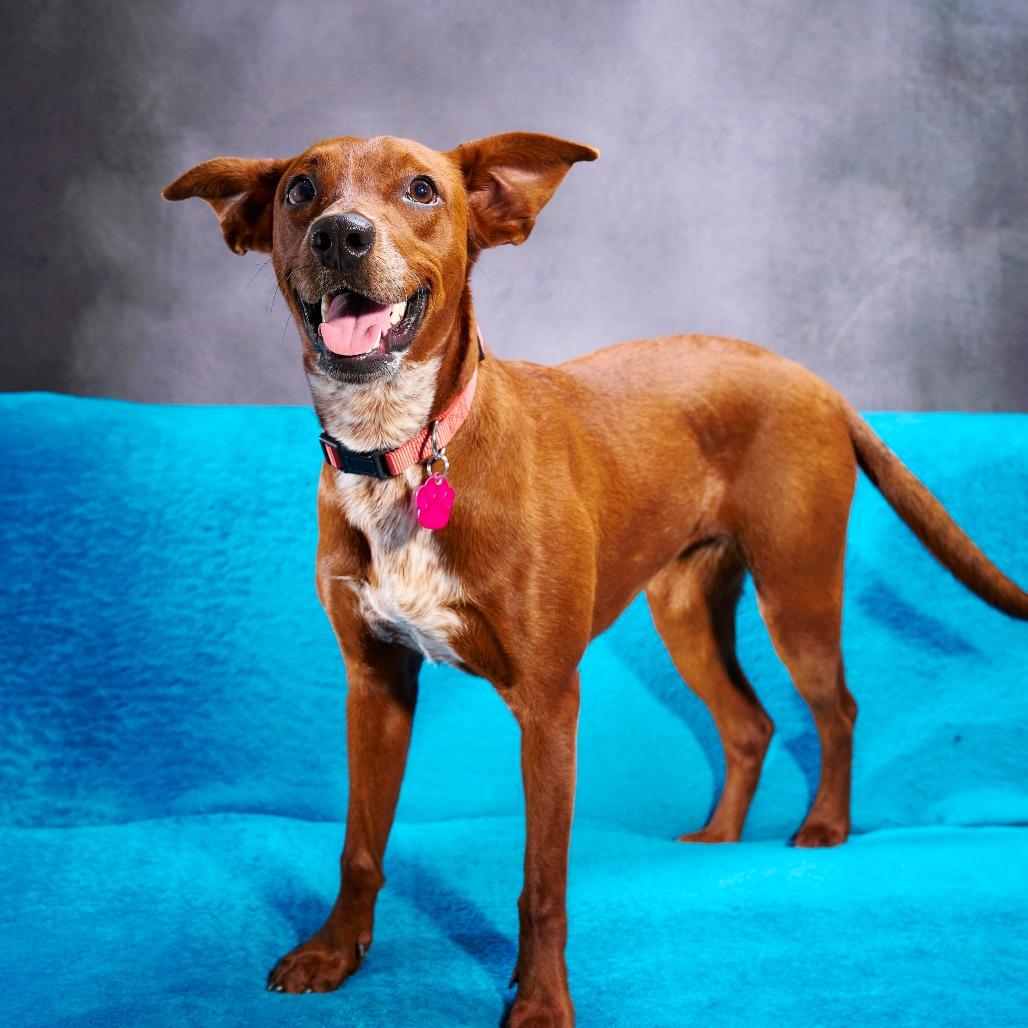 Enlarge Jasmine, a Adoptable mixed breed in Chaska, MN image 2/6