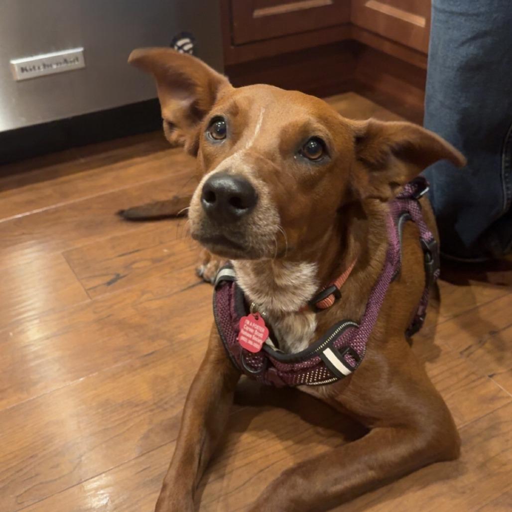 Jasmine, a Adoptable mixed breed in Chaska, MN image 2/6