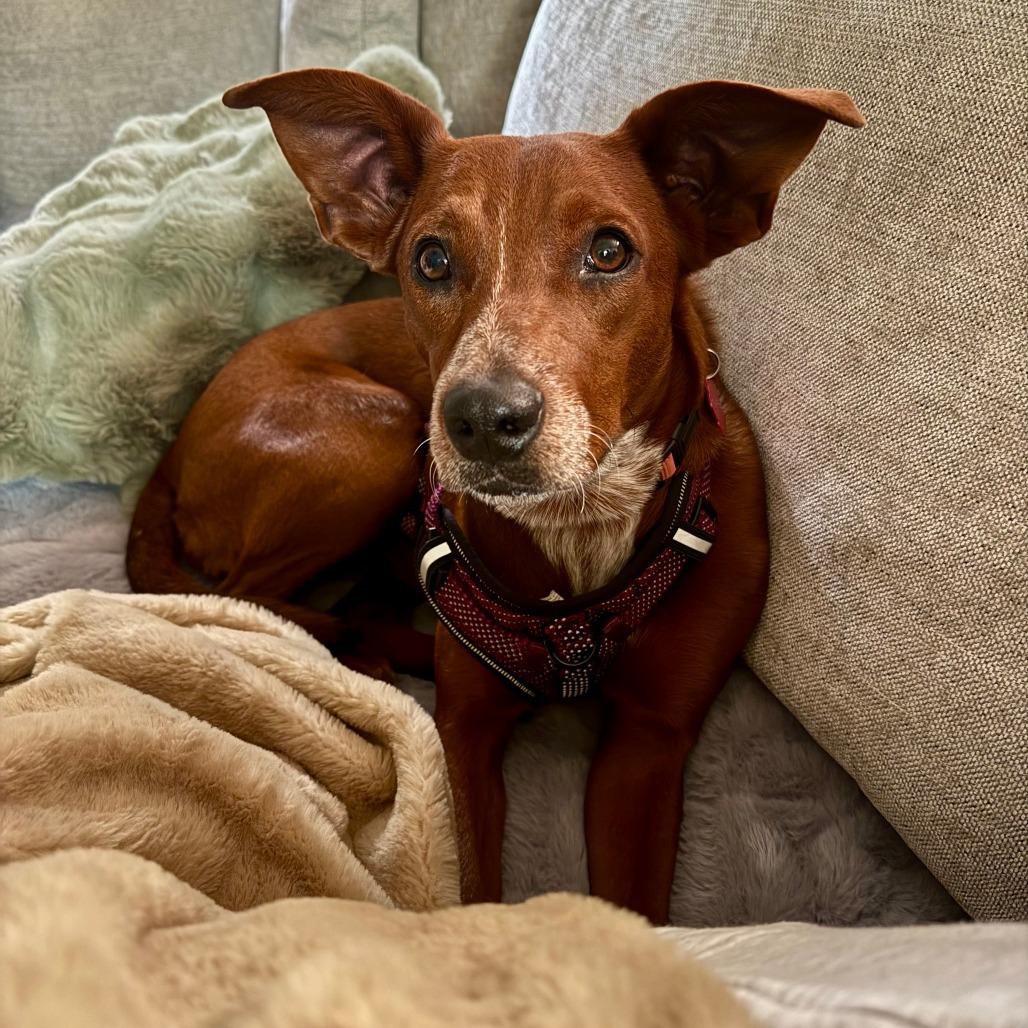 Jasmine, a Adoptable mixed breed in Chaska, MN image 3/6